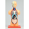 胴体解剖模型　組立キット