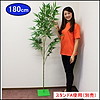 本格(笹はポリエステル布製)竹・笹(1m80cm)B